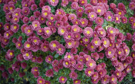 Purple chrysanthemums bloom  from Chrome web store to be run with OffiDocs Chromium online