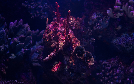 Purple coral  from Chrome web store to be run with OffiDocs Chromium online