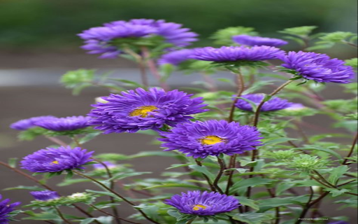 Purple daisy wallpaper  from Chrome web store to be run with OffiDocs Chromium online