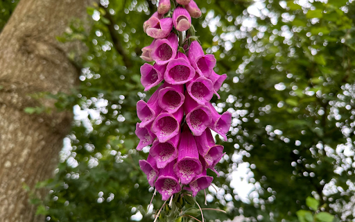 Purple Drooping Flower Branch  from Chrome web store to be run with OffiDocs Chromium online