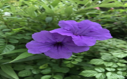 Purple evening flower wallpaper  from Chrome web store to be run with OffiDocs Chromium online