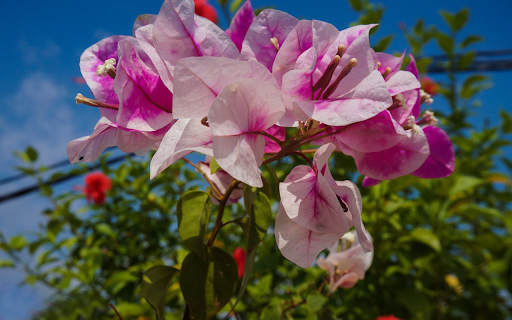 Purple felt bougainvillea  from Chrome web store to be run with OffiDocs Chromium online