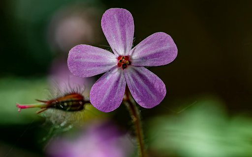purple five petal flower  from Chrome web store to be run with OffiDocs Chromium online