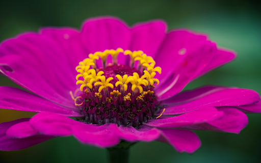 Purple flower  from Chrome web store to be run with OffiDocs Chromium online