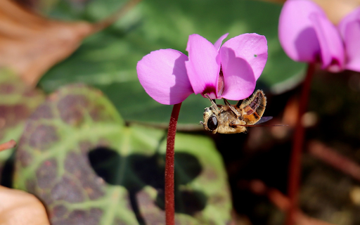 purple flower and bee  from Chrome web store to be run with OffiDocs Chromium online