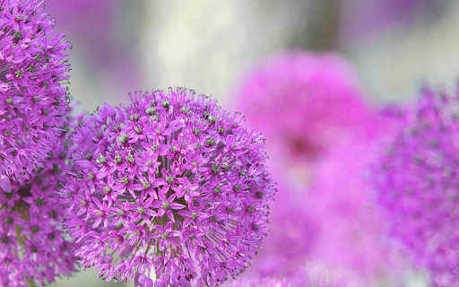Purple flower basket tree  from Chrome web store to be run with OffiDocs Chromium online