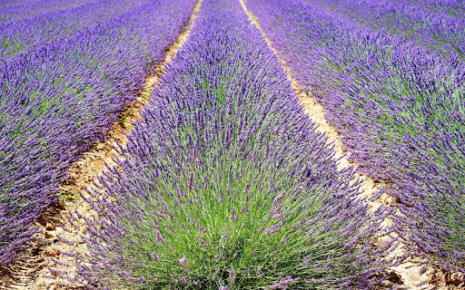 Purple flower bed  from Chrome web store to be run with OffiDocs Chromium online
