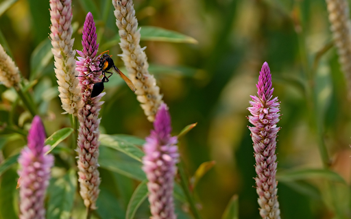 Purple flower bud and bee  from Chrome web store to be run with OffiDocs Chromium online