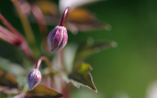Purple flower buds  from Chrome web store to be run with OffiDocs Chromium online