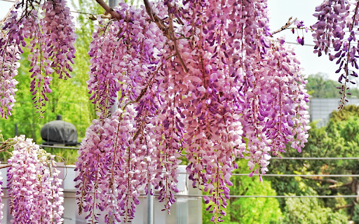 Purple flower bunch  from Chrome web store to be run with OffiDocs Chromium online