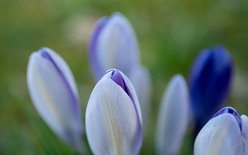 purple flower bush  from Chrome web store to be run with OffiDocs Chromium online