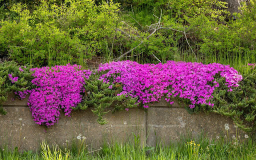 Purple Flower Bushes on the Wall  from Chrome web store to be run with OffiDocs Chromium online