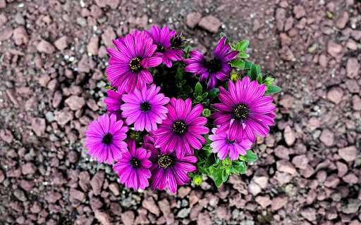 Purple flower cluster  from Chrome web store to be run with OffiDocs Chromium online