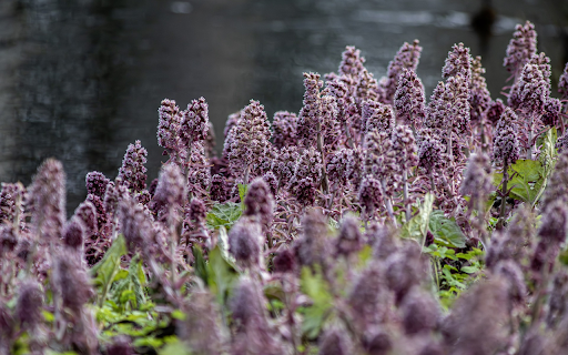 Purple flower hill  from Chrome web store to be run with OffiDocs Chromium online