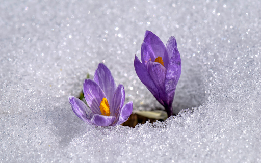 Purple flower in frost  from Chrome web store to be run with OffiDocs Chromium online