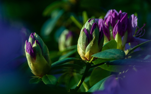 Purple flowers  from Chrome web store to be run with OffiDocs Chromium online