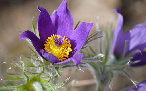 Purple Flowers and Fluff  from Chrome web store to be run with OffiDocs Chromium online
