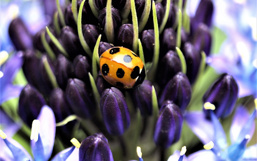 Purple flowers and orange beetles  from Chrome web store to be run with OffiDocs Chromium online