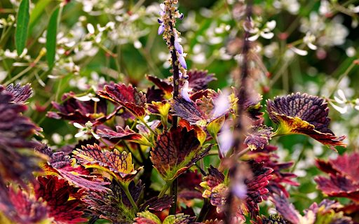 Purple flowers and purple leaves  from Chrome web store to be run with OffiDocs Chromium online