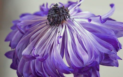 Purple flowers fade  from Chrome web store to be run with OffiDocs Chromium online