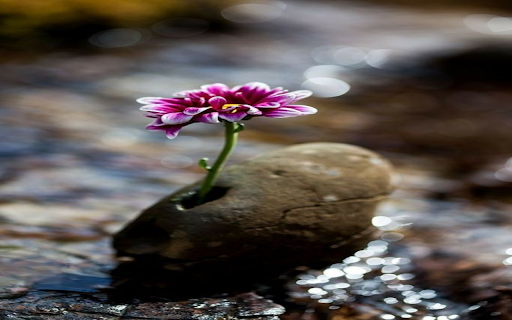 Purple flowers growing from rocks Wallpaper  from Chrome web store to be run with OffiDocs Chromium online