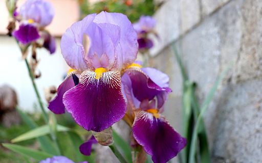 Purple flowers next to the stone wall  from Chrome web store to be run with OffiDocs Chromium online