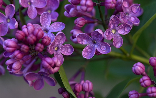 Purple flowers stagnate water  from Chrome web store to be run with OffiDocs Chromium online