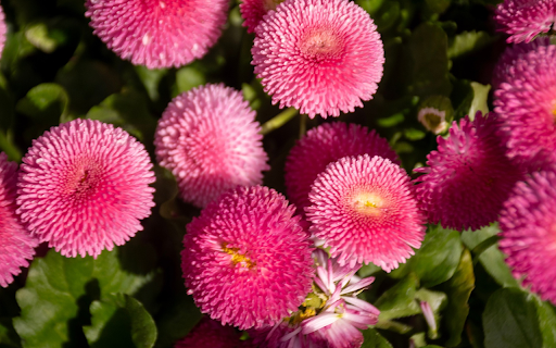 Purple Flowers with Many Petals  from Chrome web store to be run with OffiDocs Chromium online