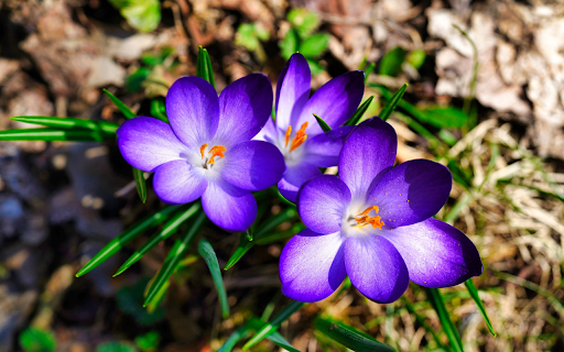 Purple Flowers with Yellow Stamens  from Chrome web store to be run with OffiDocs Chromium online