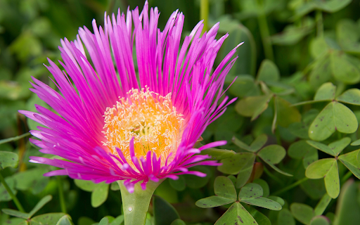 Purple flower with many petals  from Chrome web store to be run with OffiDocs Chromium online