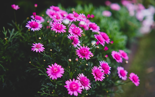 Purple flower with purple pistil  from Chrome web store to be run with OffiDocs Chromium online