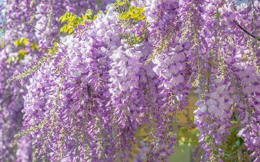 Purple foxtail flower plant  from Chrome web store to be run with OffiDocs Chromium online