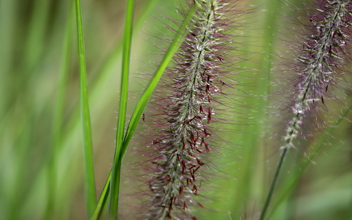 Purple foxtail grass  from Chrome web store to be run with OffiDocs Chromium online
