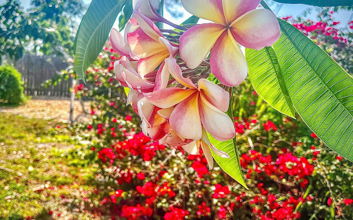Purple frangipani flower  from Chrome web store to be run with OffiDocs Chromium online