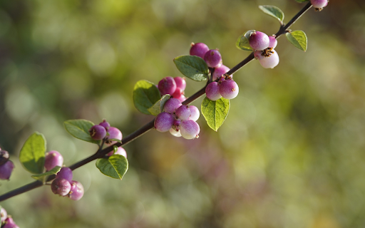 Purple fruit branches  from Chrome web store to be run with OffiDocs Chromium online