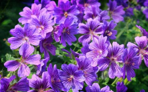Purple Geranium Wallpaper  from Chrome web store to be run with OffiDocs Chromium online