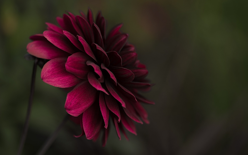 Purple gerbera  from Chrome web store to be run with OffiDocs Chromium online