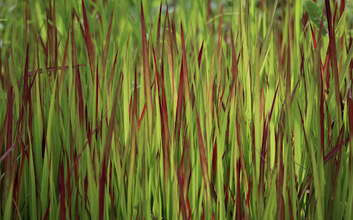 Purple grass lawn  from Chrome web store to be run with OffiDocs Chromium online