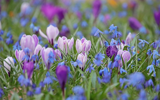 Purple green grass and flowers  from Chrome web store to be run with OffiDocs Chromium online