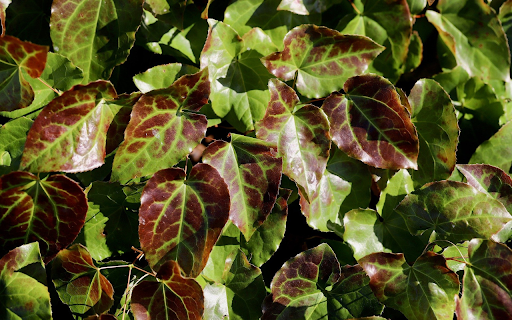 Purple Green Leaves  from Chrome web store to be run with OffiDocs Chromium online