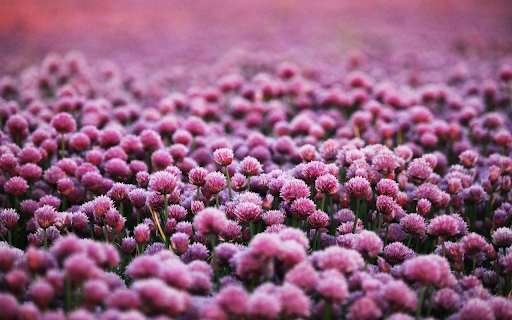 Purple heart flower garden  from Chrome web store to be run with OffiDocs Chromium online