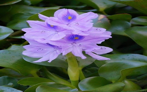 purple hyacinth wallpaper  from Chrome web store to be run with OffiDocs Chromium online