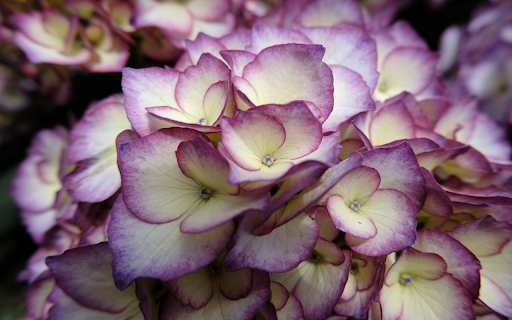 Purple Hydrangea  from Chrome web store to be run with OffiDocs Chromium online