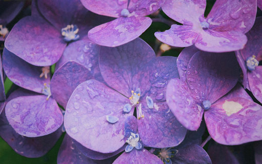 Purple Hydrangea Theme  from Chrome web store to be run with OffiDocs Chromium online
