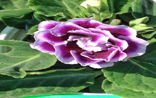 Purple hydrangea wallpaper  from Chrome web store to be run with OffiDocs Chromium online
