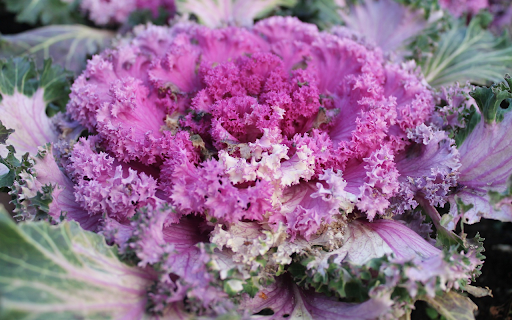 Purple kale flowers  from Chrome web store to be run with OffiDocs Chromium online