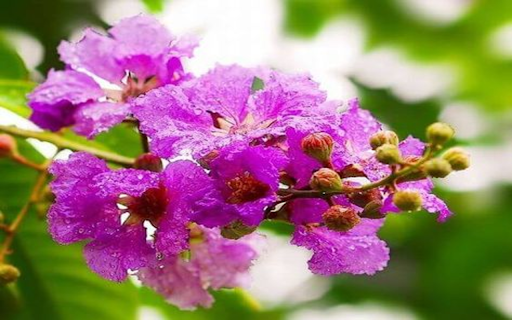 Purple Lagerstroemia flower wallpaper  from Chrome web store to be run with OffiDocs Chromium online