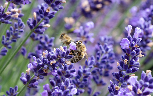 Purple lavender garden  from Chrome web store to be run with OffiDocs Chromium online