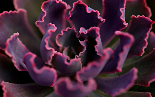 Purple leaf curly tree  from Chrome web store to be run with OffiDocs Chromium online