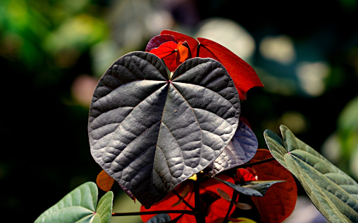 Purple leaf heart  from Chrome web store to be run with OffiDocs Chromium online